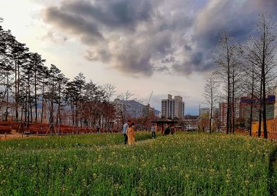 Trees on field against sky in city