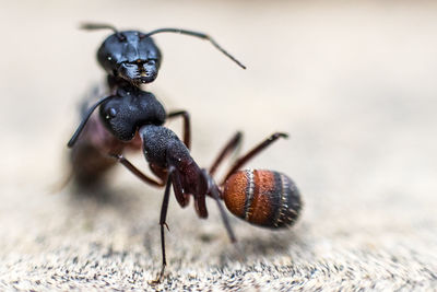 Close-up of ants