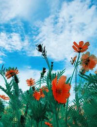 Low angle view of flowering plants against sky