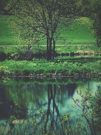 Reflection of trees in pond