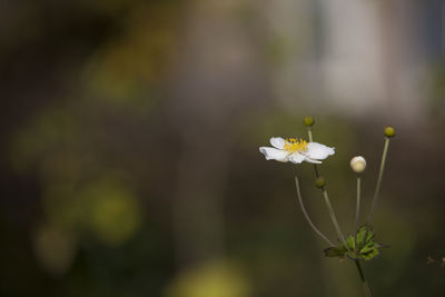 Close-up of white flower
