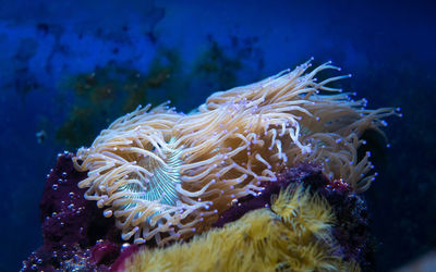 Close-up of jellyfish in sea