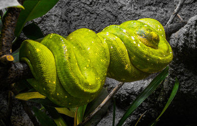 Close-up of green lizard