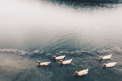 High angle view of swans swimming on lake