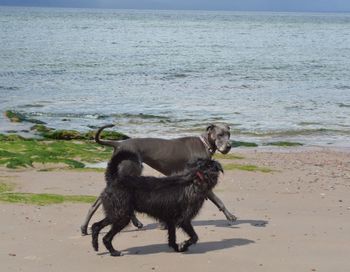 Dog on beach against sea