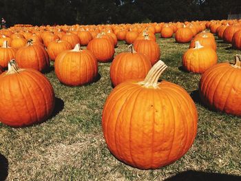 Pumpkins on field