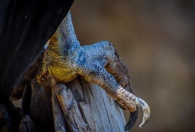 Close-up of lizard on tree