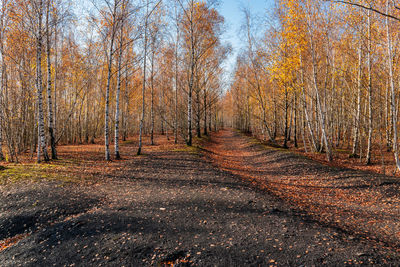 Trees in forest during autumn