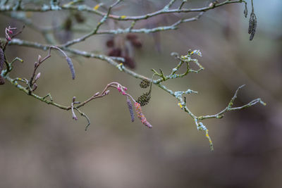 Close-up of flowers on branch