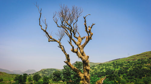 Tree on mountain against clear blue sky