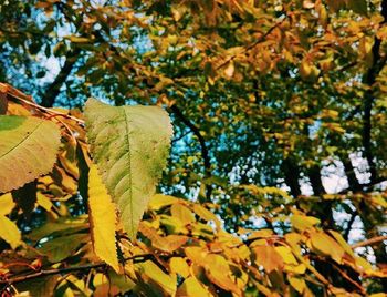 Low angle view of leaves on tree