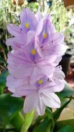 Close-up of purple flowers