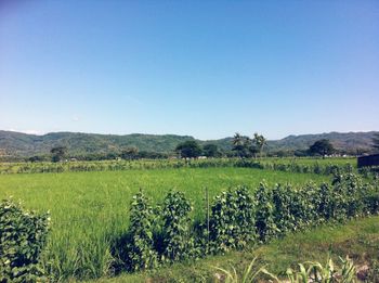 Scenic view of field against clear sky