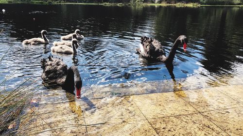 High angle view of ducks swimming on lake