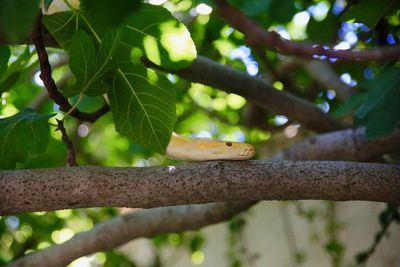 View of lizard on tree