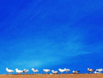 Low angle view of seagulls against blue sky