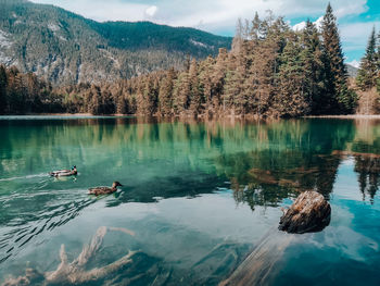 Scenic view of lake and trees