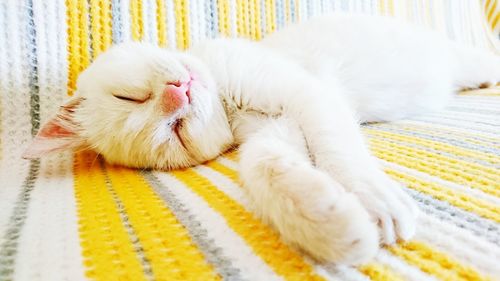 Close-up of cat relaxing on floor