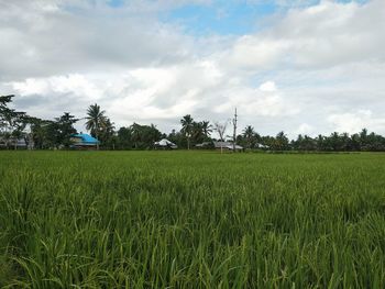 Scenic view of agricultural field against sky