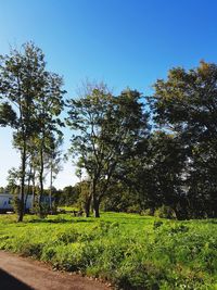 Trees on field against clear sky