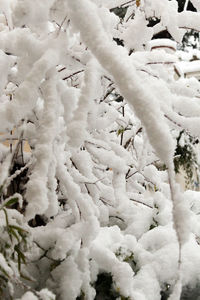 Close-up of snow on plants