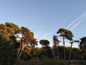 Low angle view of trees against clear sky