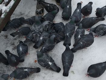 High angle view of black swans in snow