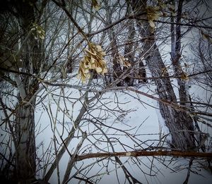 Low angle view of bare trees on snow covered land