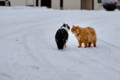 Cats standing on snow covered field