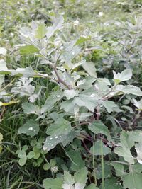 Close-up of plants