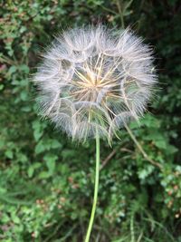 Close-up of dandelion