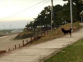 Dog walking on road