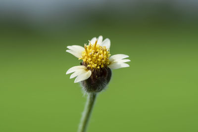 Close-up of white flower