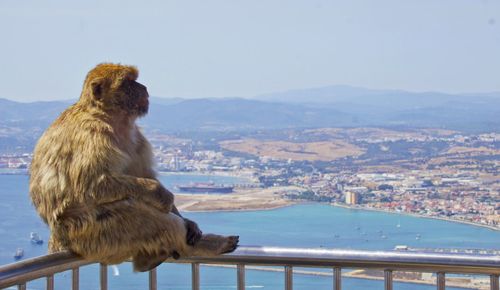 Monkey sitting on railing against clear sky