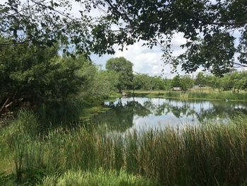 Scenic view of lake by trees against sky