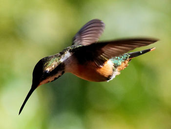 Close-up of a humming bird flying