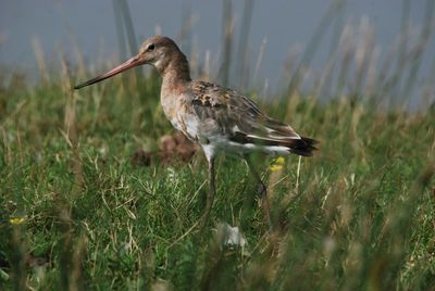 Close-up of bird on field