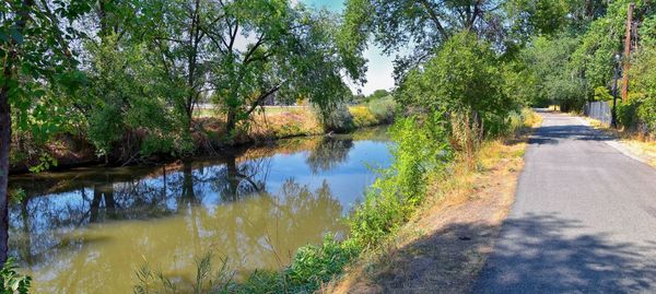 Scenic view of lake by trees