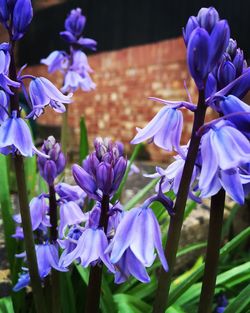 Close-up of purple flowers blooming