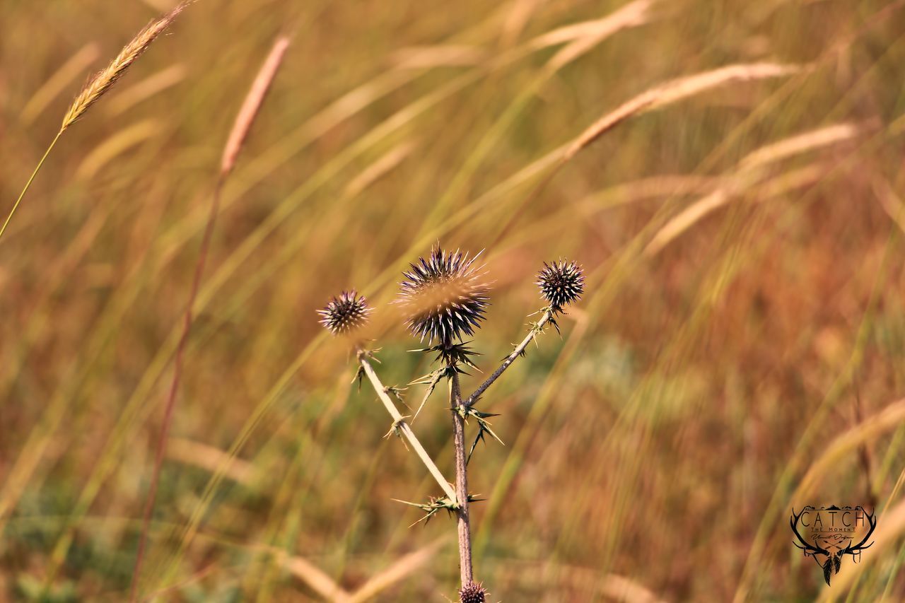 CLOSE-UP OF PLANT AGAINST BLURRED BACKGROUND