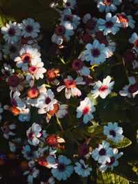 High angle view of white flowering plants