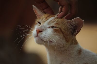 Close-up of hand touching cat