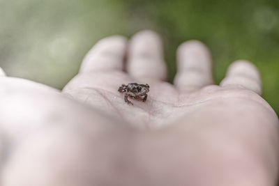 Close-up of insect on hand