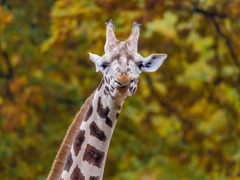 Giraffe against trees