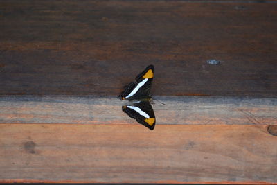 High angle view of bird on wooden table