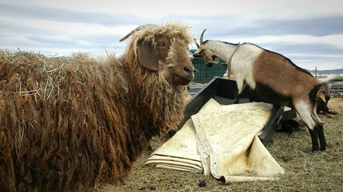 Goats on grass against sky