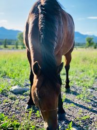 Horse grazing in a field