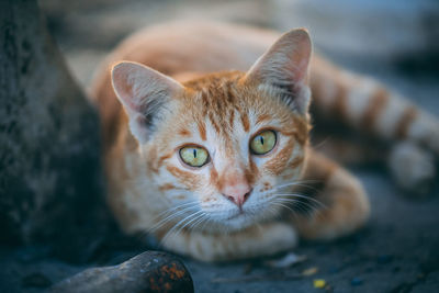 Close-up of cat