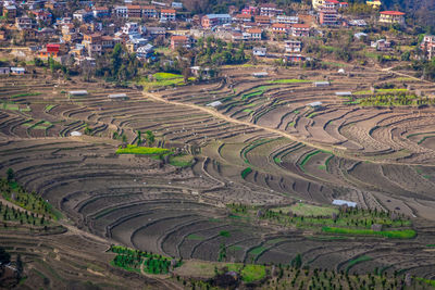 High angle view of rice field