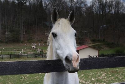 Close-up of horse at ranch